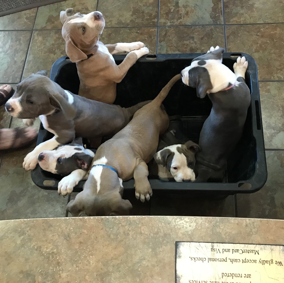 keepquietdoll's tweet photo. Tubs o’ puppies https://t.co/c4pYRhDpYt
