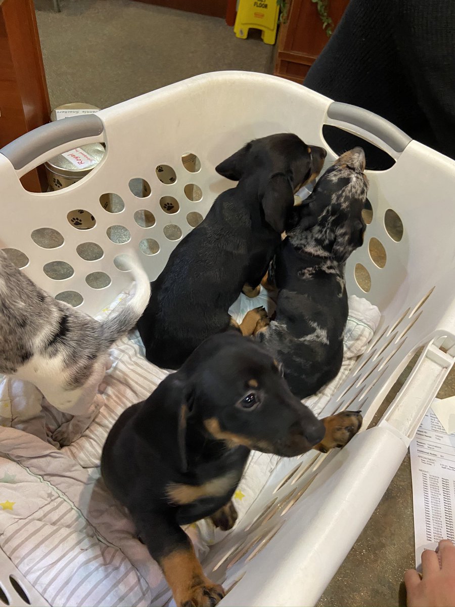 keepquietdoll's tweet photo. Tubs o’ puppies https://t.co/c4pYRhDpYt