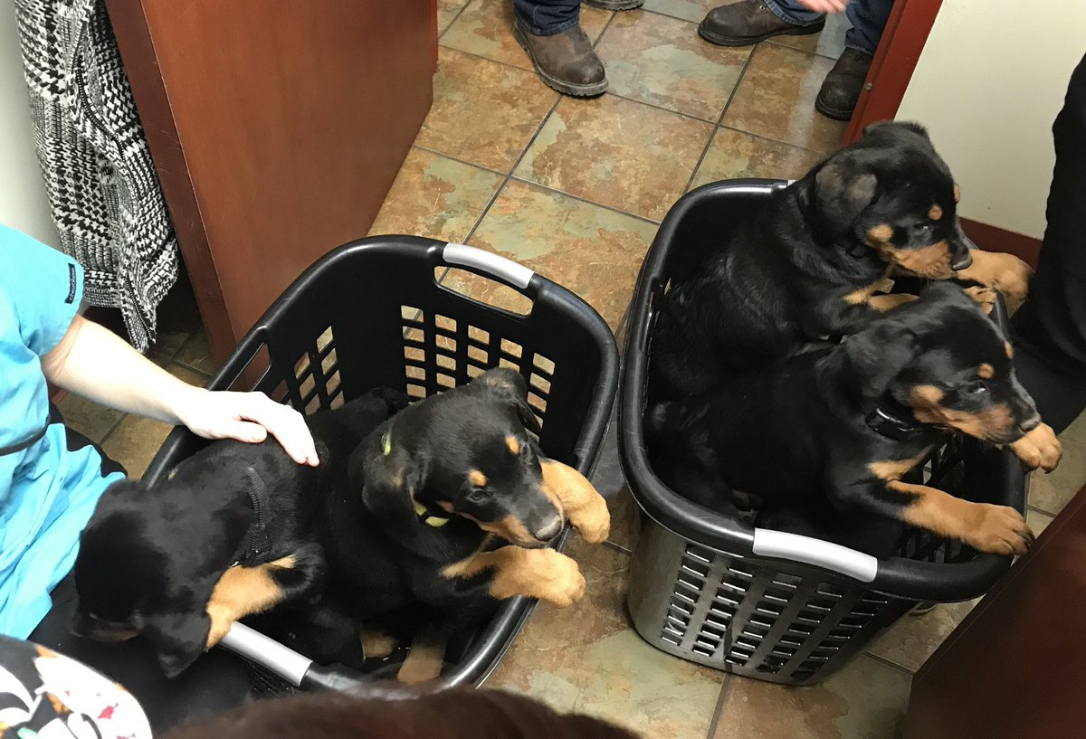 keepquietdoll's tweet photo. Tubs o’ puppies https://t.co/c4pYRhDpYt