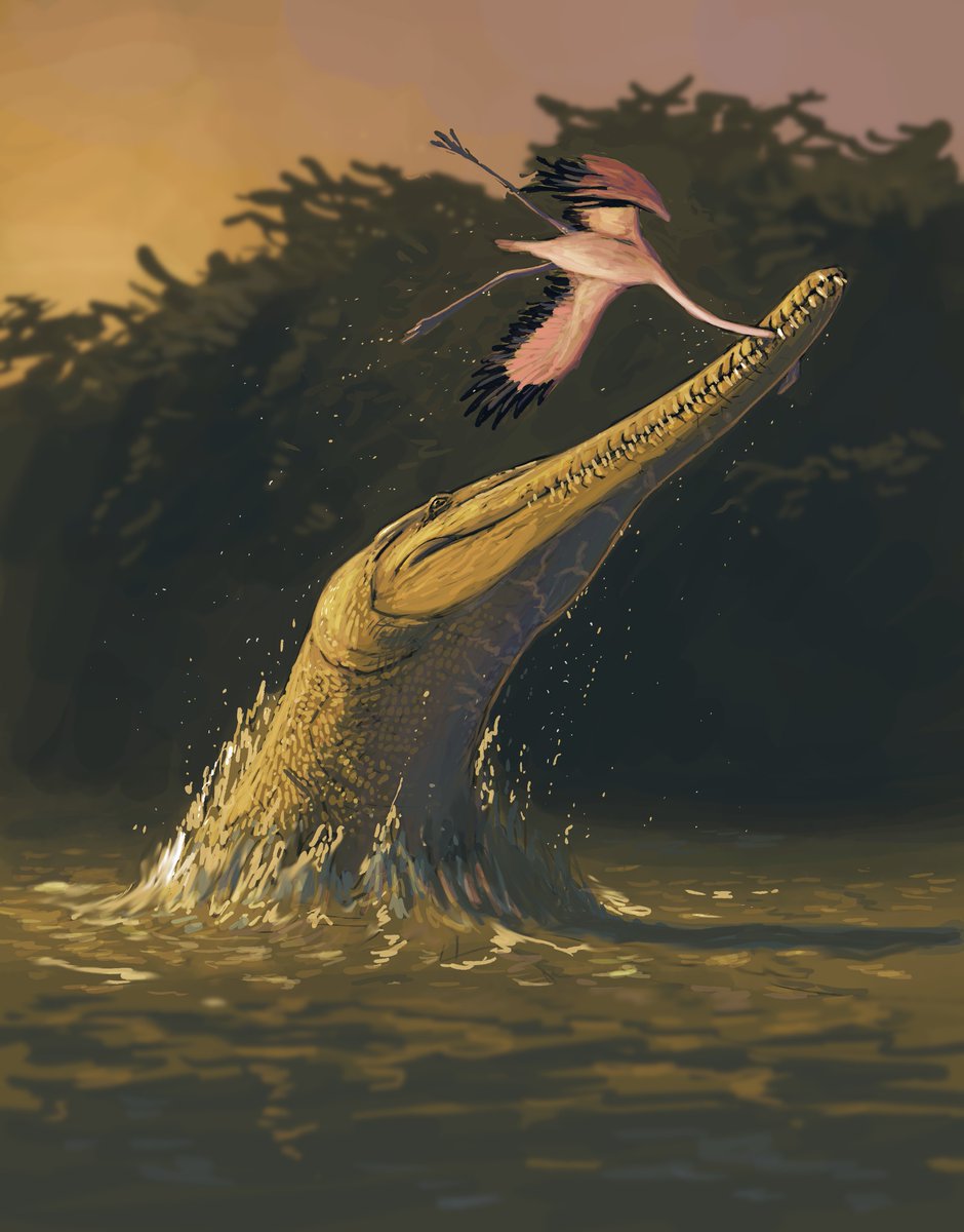 MarkusBhler10's tweet photo. Many lineages of crocs evolved independently long and slender snouts. One of the most extreme cases was the huge (up to ca. 10 m) genus #Euthecodon from the Miocene and Pleistocene of Kenya. Art by Mauricio Anton and @JoschuaKnuppe https://t.co/3KISdtictc