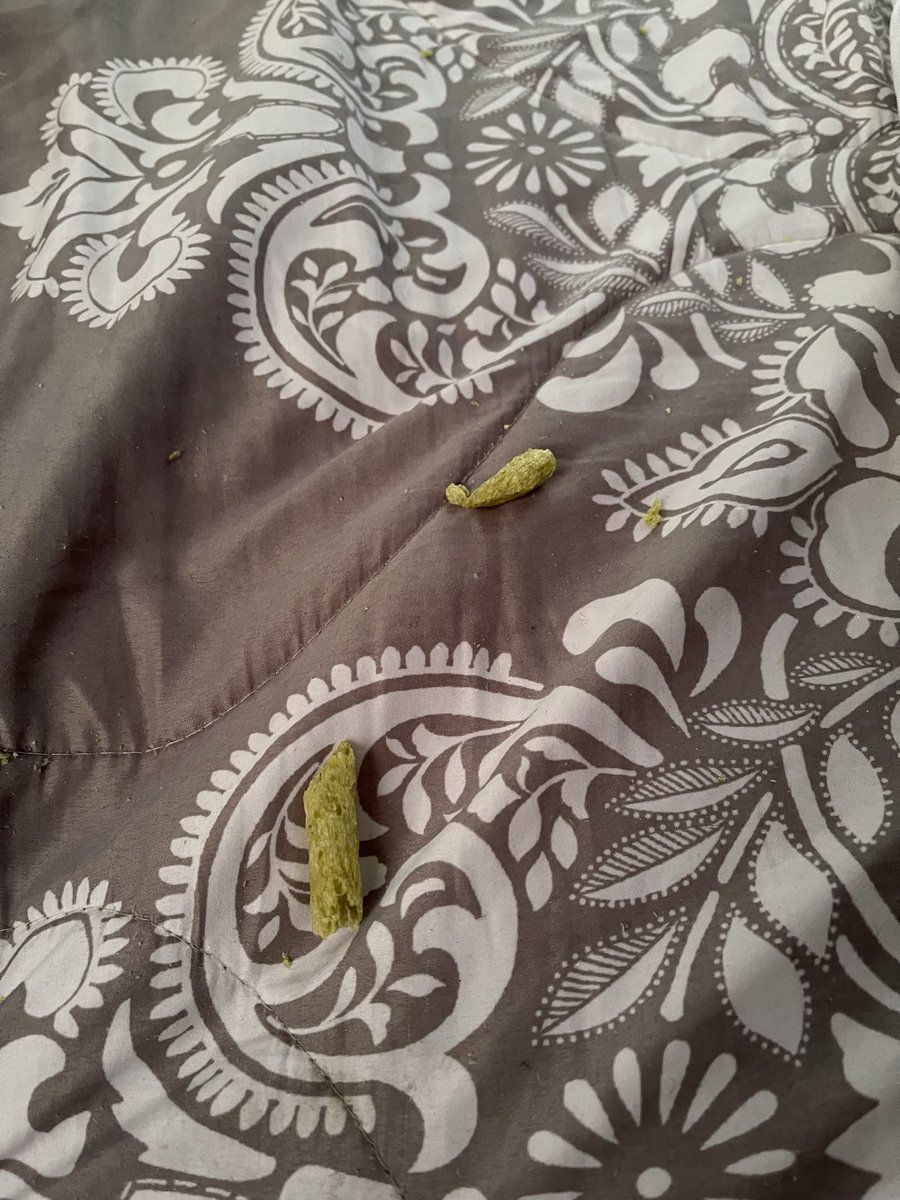 KayHillFashion's tweet photo. Fell asleep snacking listening to Twitter spaces and woke up with these stuck to my bumโฆ. Should I jar it and drop it ๐คค
Thatโs why you donโt snack in bed ๐ฉ
#snacks #snacksinbed #baditem #kayjarsit #essenceofkay #cnft #nft #CardanoCommunity https://t.co/seTqj2tzot