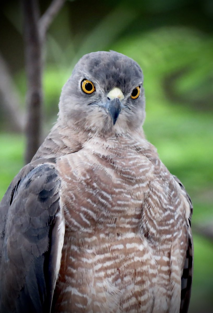 The call was Kee-Kee…Kee-Kee…in a longer note and any bird watcher can easily identify the call. So I just popped out to see where he was? OMG! It was so close to me. #nature #birdwatching #pongalbirdcount