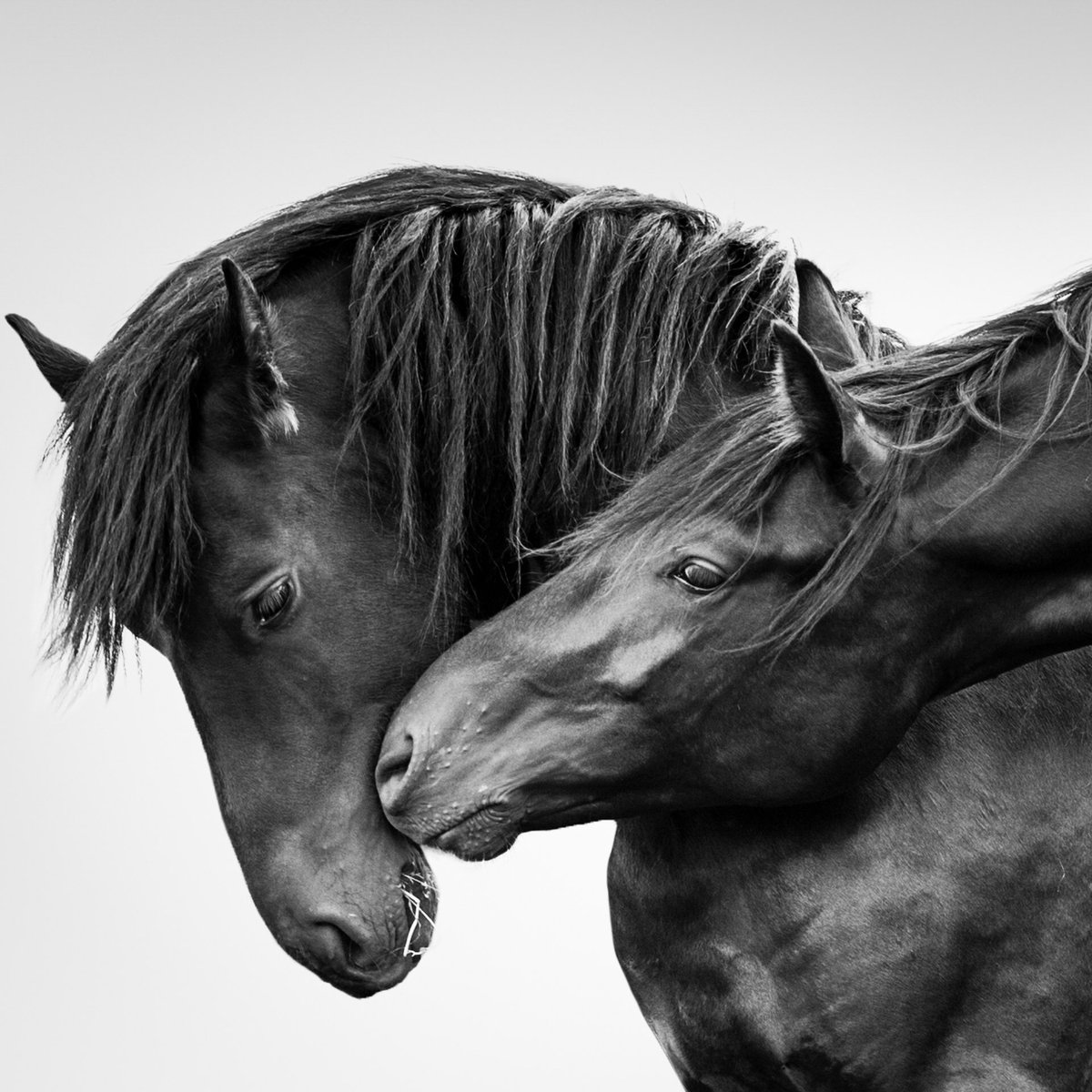 ‘Hello’ - an intimate equine moment captured by @carysjonesphoto  
#parhelion #collective #photography
