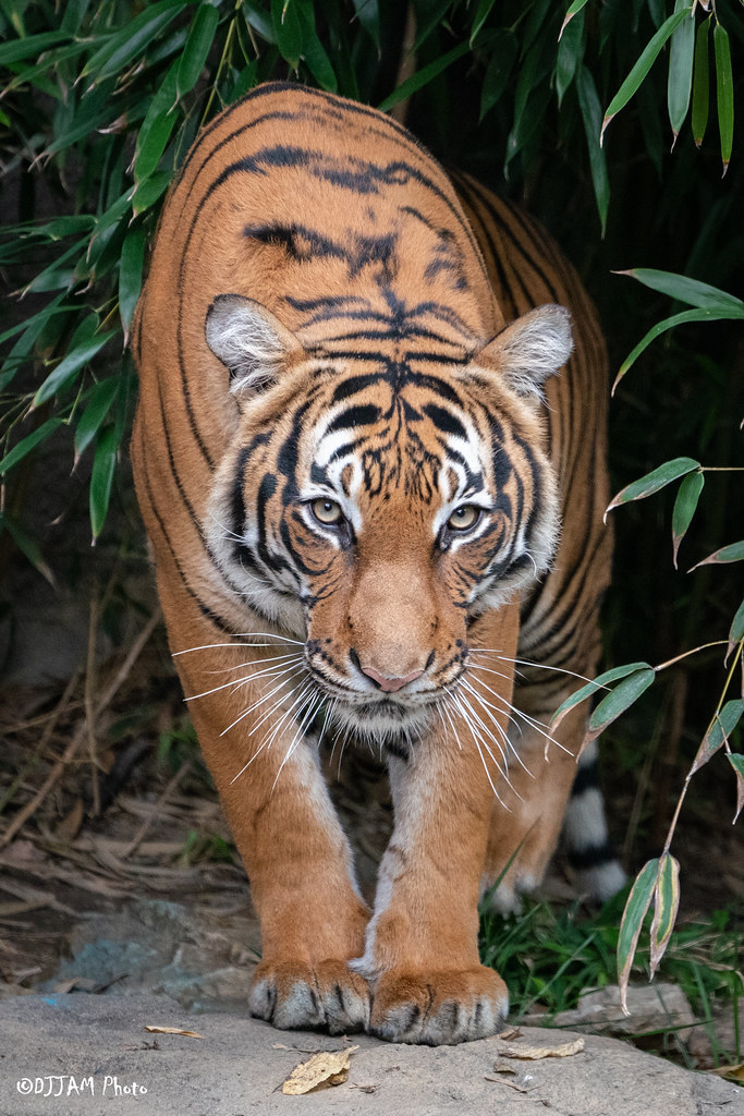CincinnatiZoo's tweet photo. Who-Dey! 🐅 #RuleTheJungle #ShowYourStripes #RuleThePlayoffs #Caturday @Bengals https://t.co/kIgCOYBjvk