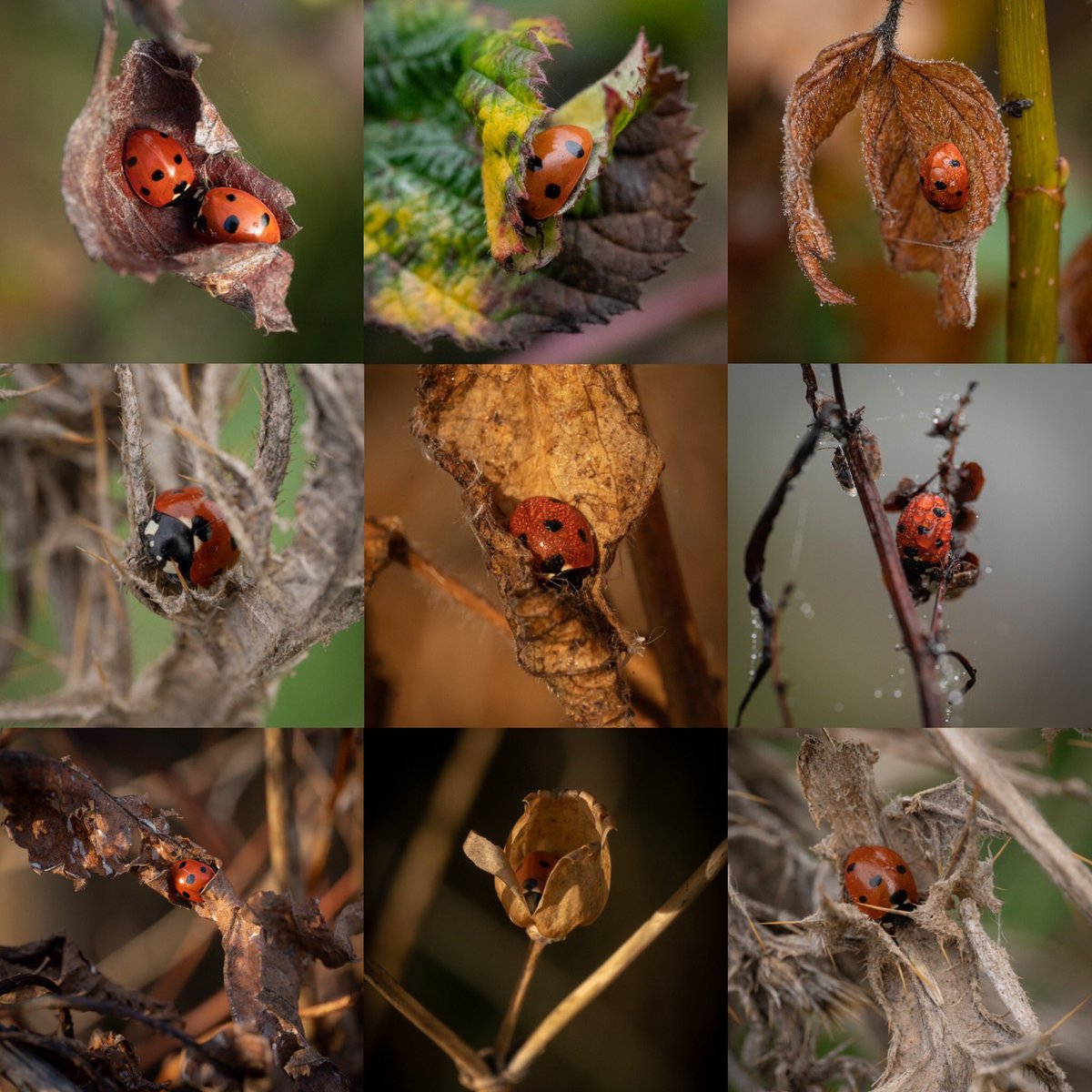 MelanieMalbon's tweet photo. 9 reason why not to cut winter foliage back to within an inch of its life…And it’s not just for the ladybirds, many others need a safe haven too :)
#Photography #photooftheday #Sony #macro #macrophotography #ThePhotoHour #nature #NaturePhotography #wildlife #wildlifephotography https://t.co/Ut2HLt9Fij