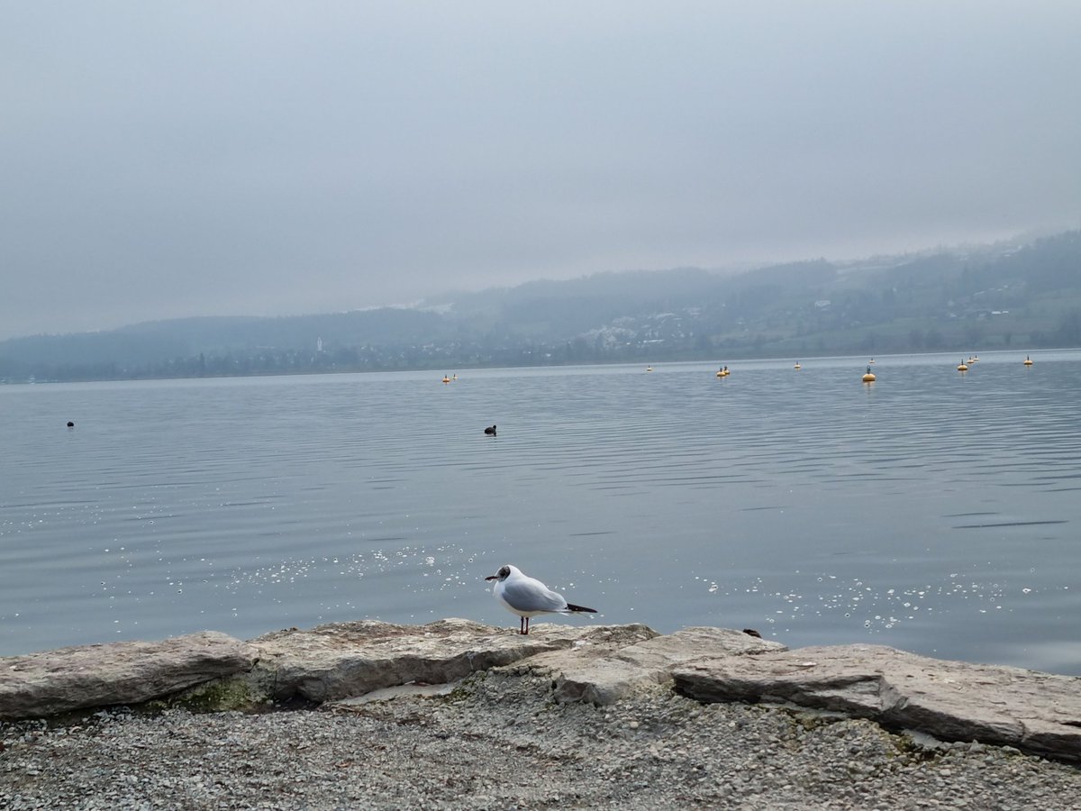 AmyandaFairy's tweet photo. Lake Pfäffikon https://t.co/QU8iYnPk2m