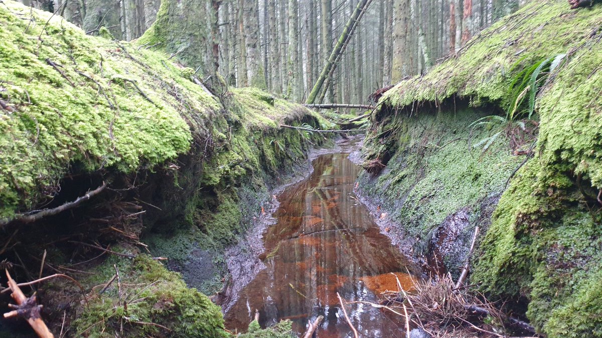 JohnRoss MacMathúna tweet media