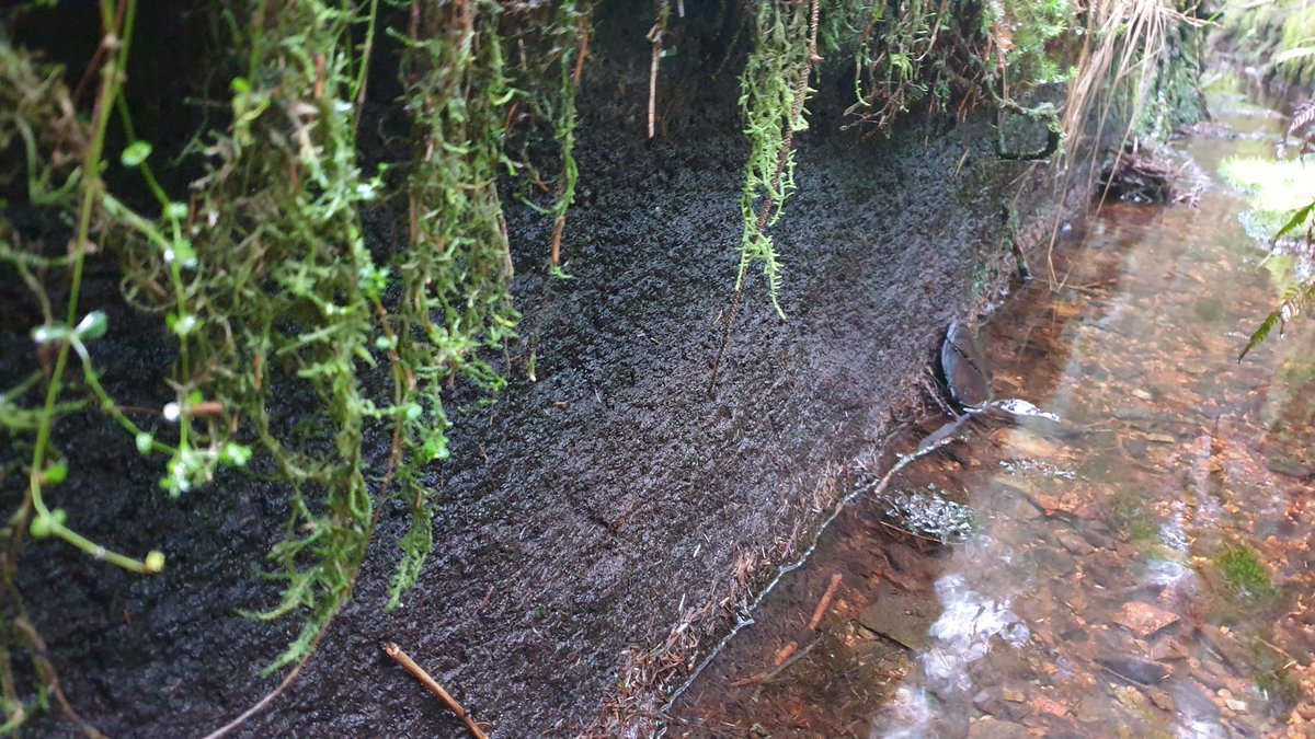 JohnRoss MacMathúna tweet media