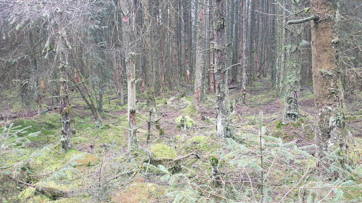 Forestry plantations like this on deep peat need to be consigned to the past. They do not produce good timber, are a disaster for biodiversity, risk bog slides and river pollution, bring predator species close to breeding waders and a huge source of carbon emissions.