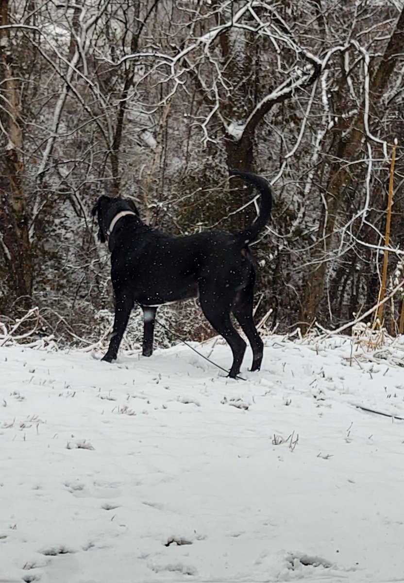Long John Bungee and Kitty Bones (@bungeekitty) on Twitter photo Pawtrol report! My first snow pawtrol. I'm barassed to say I got eggsited & zoomied first, but den membered my mission & checked for zombs. All clear RaaAah! <a href="/ZombieSquadHQ/">ZombieSquadHQ💖💚🧡💚🩵©</a> #zshq Pawtrol report! My first snow pawtrol. I'm barassed to say I got eggsited & zoomied first, but den membered my mission & checked for zombs. All clear RaaAah! <a href="/ZombieSquadHQ/">ZombieSquadHQ💖💚🧡💚🩵©</a> #zshq