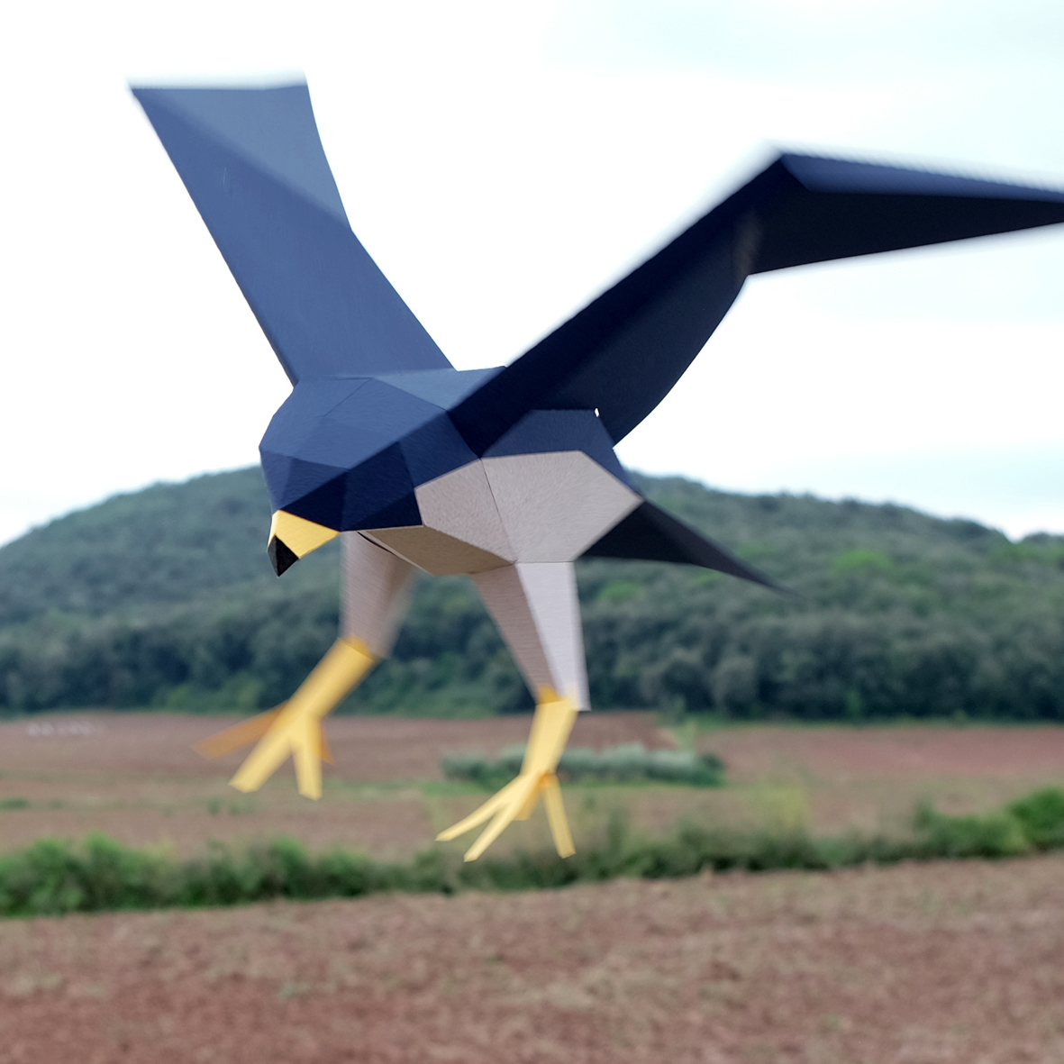 plegopaper's tweet image. *FALCO PEREGRINUS*
Falcó pelegrí
Peregrine falcon
Faucon pèlerin
Halcón peregrino
Wanderfalke

#plego #plegopaper