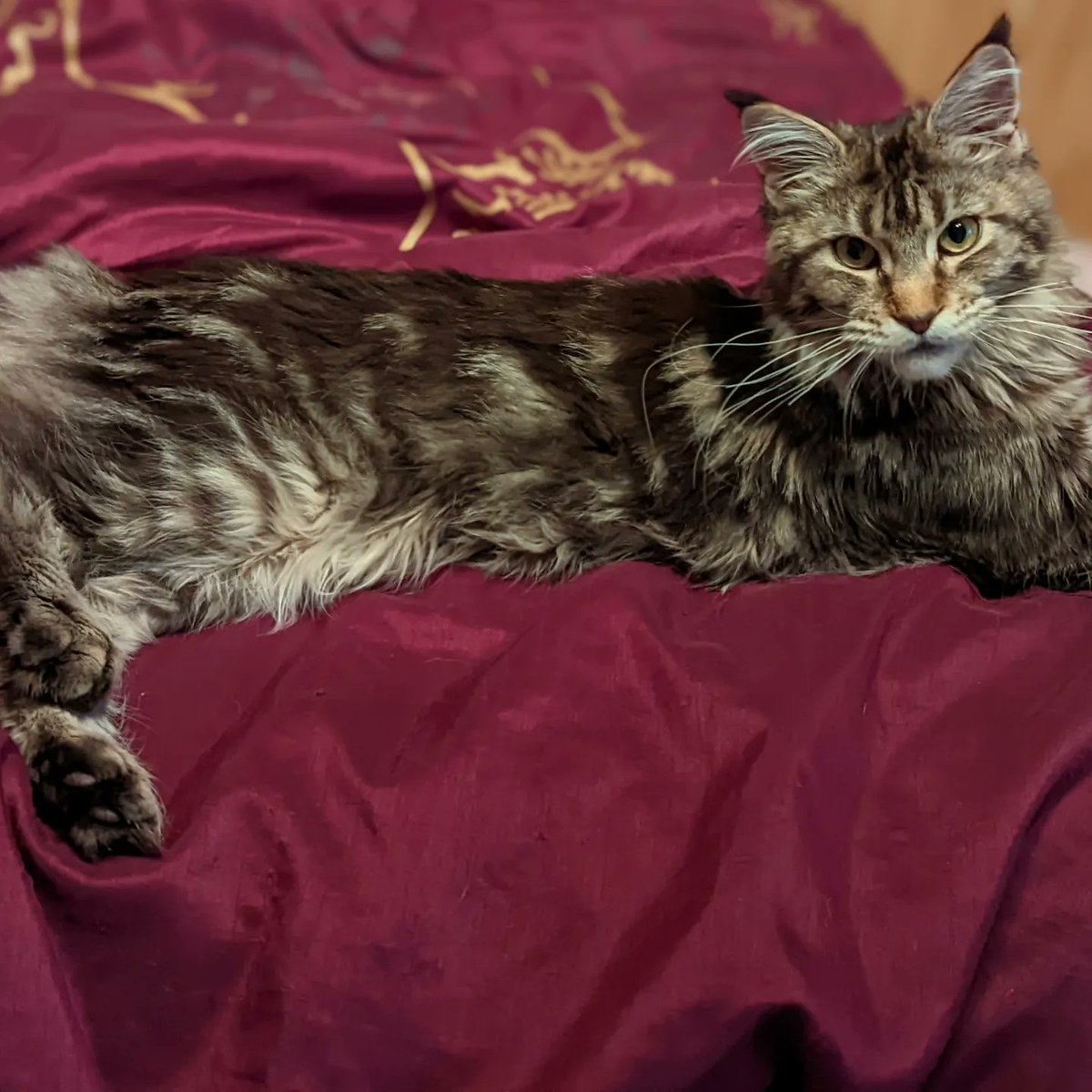 hazynightcrafts's tweet photo. Phoebe being an absolute mood #mainecoon #mainecoonkitten https://t.co/D07uFmYSGm