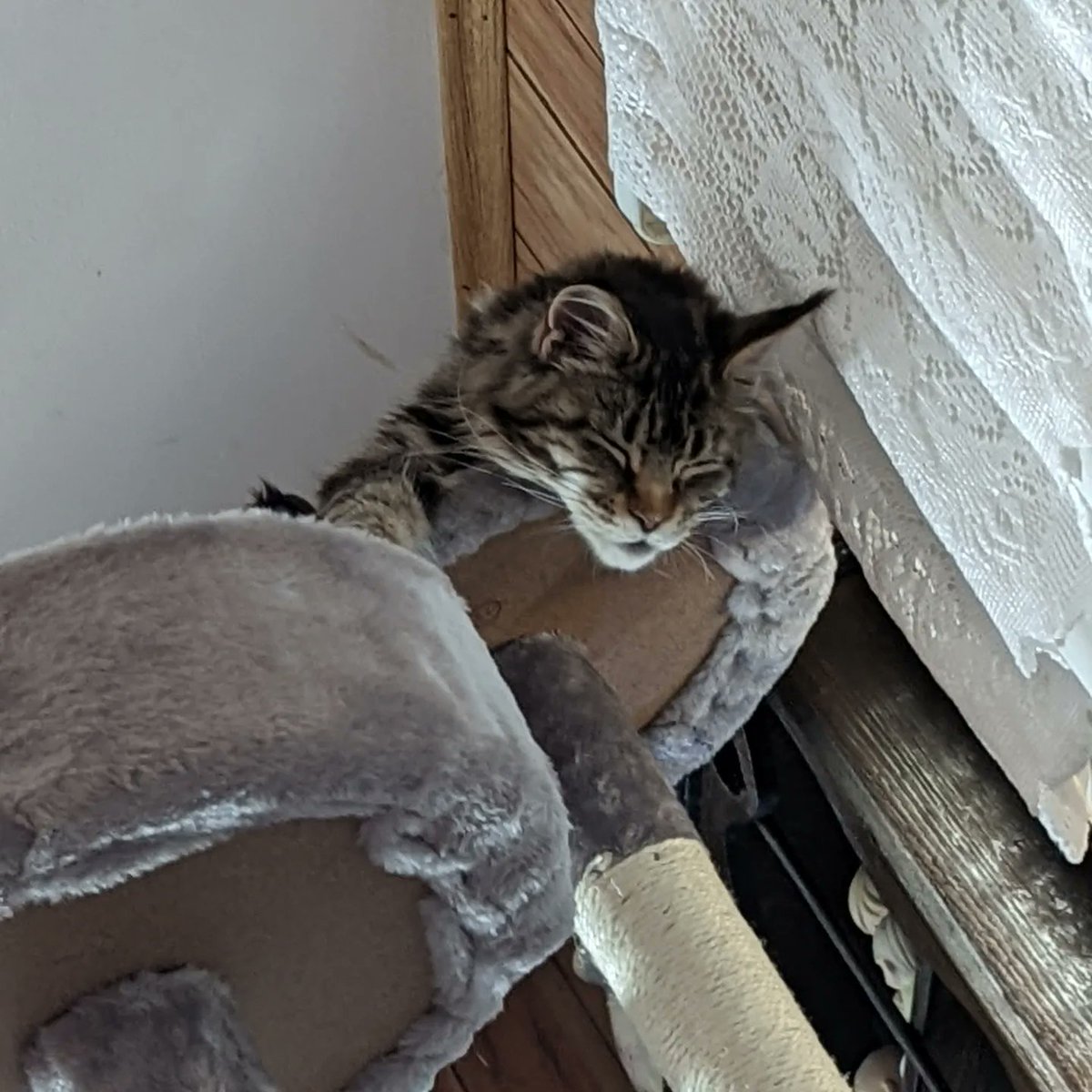 hazynightcrafts's tweet photo. Phoebe being an absolute mood #mainecoon #mainecoonkitten https://t.co/D07uFmYSGm