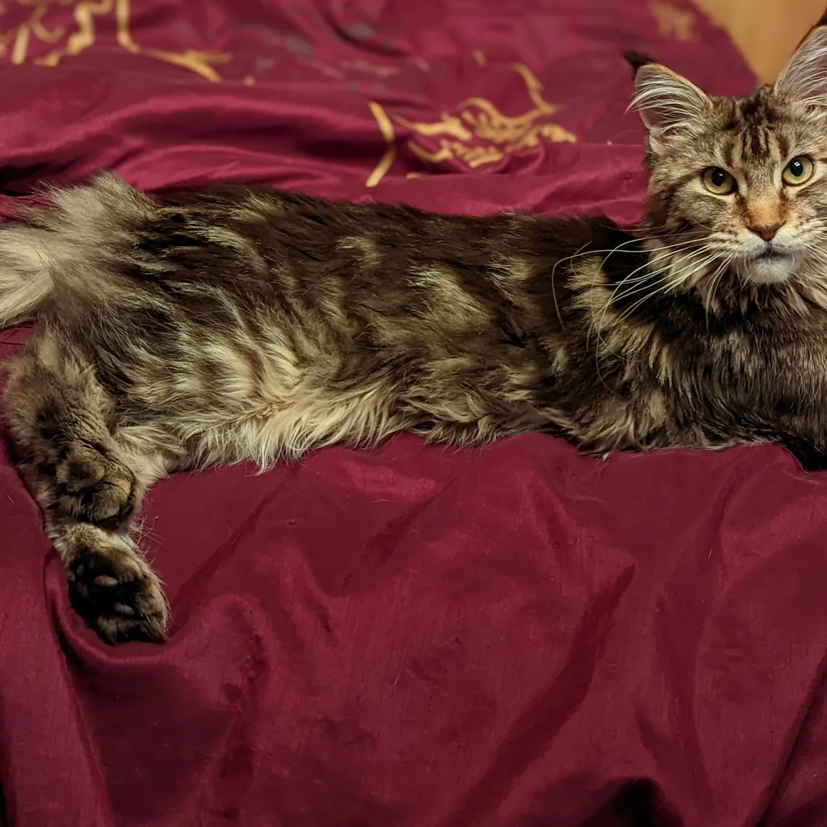 hazynightcrafts's tweet photo. Phoebe being an absolute mood #mainecoon #mainecoonkitten https://t.co/D07uFmYSGm