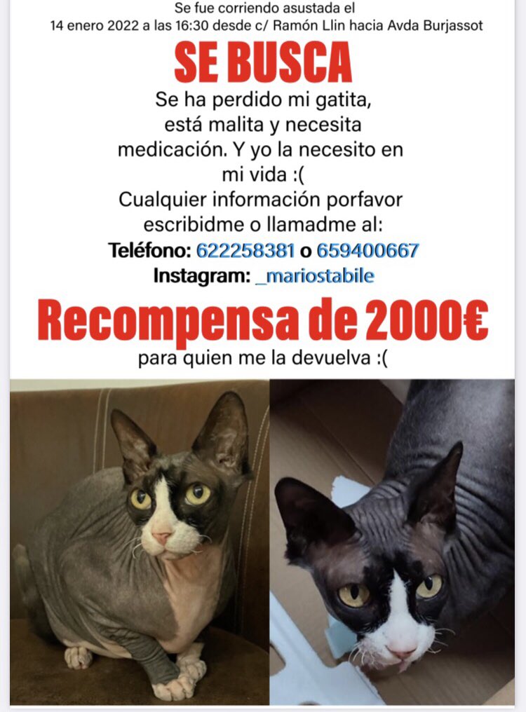 isabel_ff's tweet photo. 🔴SE BUSCA GATITA EN VALENCIA🔴

Por favor, difundid con un retweet, os lo agradezco mil 🙏🏼 https://t.co/jykbABIPCA