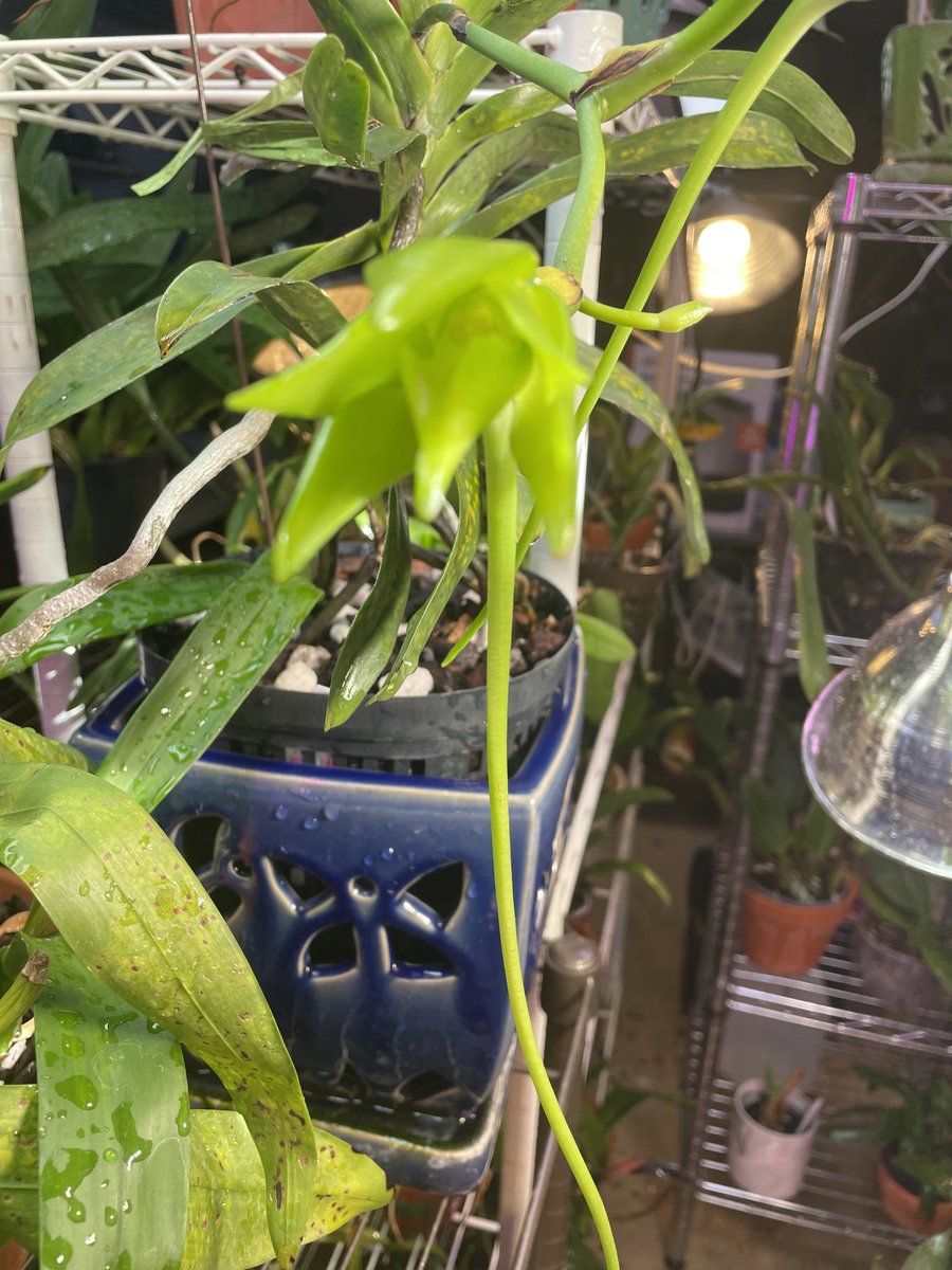 tstrombotn's tweet photo. Who knew an #angraecum sesquipedale #orchid would be so green as it started to open? Maybe the artificial light? Bud 1 of 2, much smaller third bud will probably not mature. #orchids #currentlyinbloom #orchidlovers #orchidcommunitychatter https://t.co/ga2r0zTw3h