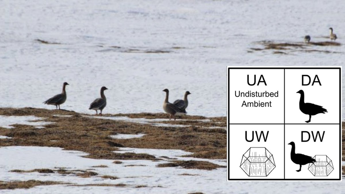 Herbivory Network (@herbivoryn) on Twitter photo New Paper in <a href="/ESAEcosphere/">Ecosphere</a> by Matteo Petit Bon et al - "Vegetation and soil C/N chemistry is differentially affected by perturbations like #goose grubbing and #warming in the high-Arctic" herbivory.lbhi.is/2022/01/14/veg… #herbivory <a href="/UNISvalbard/">UNIS</a> <a href="/UiTromso/">UiT | University of Tromsø</a> @NorskPolar <a href="/uni_iceland/">University of Iceland</a> New Paper in <a href="/ESAEcosphere/">Ecosphere</a> by Matteo Petit Bon et al - "Vegetation and soil C/N chemistry is differentially affected by perturbations like #goose grubbing and #warming in the high-Arctic" herbivory.lbhi.is/2022/01/14/veg… #herbivory <a href="/UNISvalbard/">UNIS</a> <a href="/UiTromso/">UiT | University of Tromsø</a> @NorskPolar <a href="/uni_iceland/">University of Iceland</a>