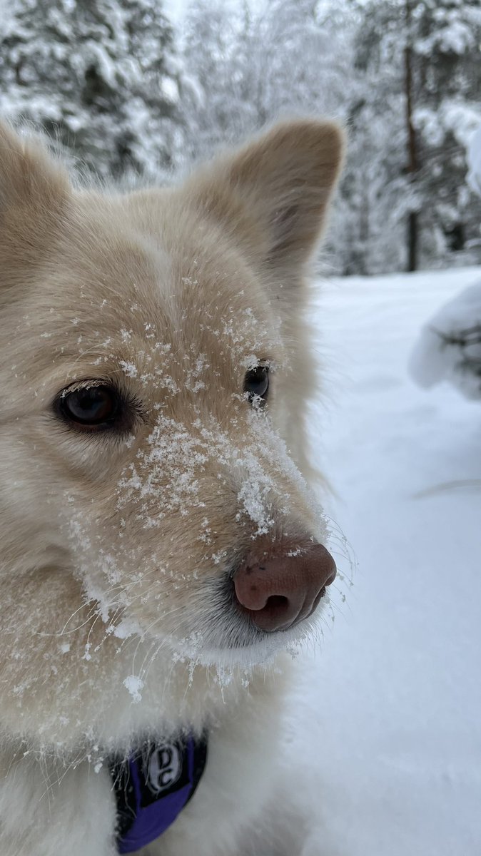 Petri Serenius tweet media