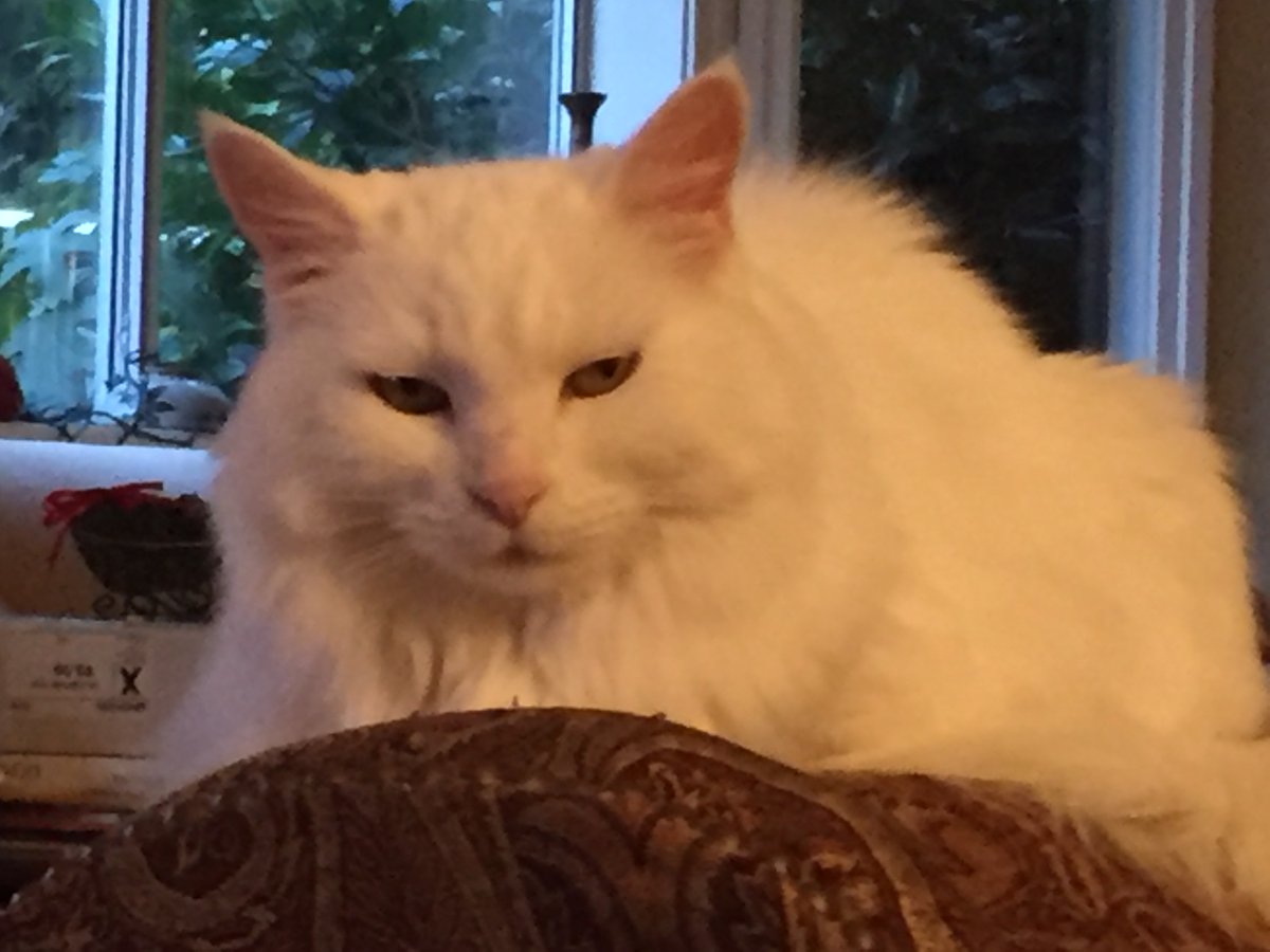 g_puffalo's tweet photo. I'm not impressed.  #Caturday #CatsofTwittter https://t.co/Xl9X0z8cEr