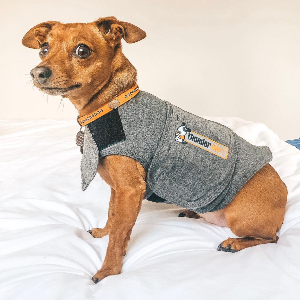 thunder sweaters for dogs