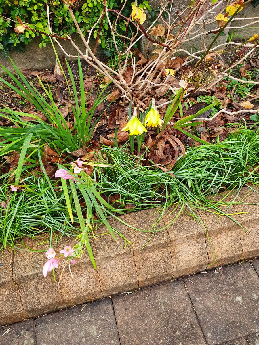 jokeeffe16's tweet photo. This 👇
In my front garden earlier! It's the middle of January!! Mad Ted!!!
#ClimateChangeInAction https://t.co/y5Fh3CkYYi