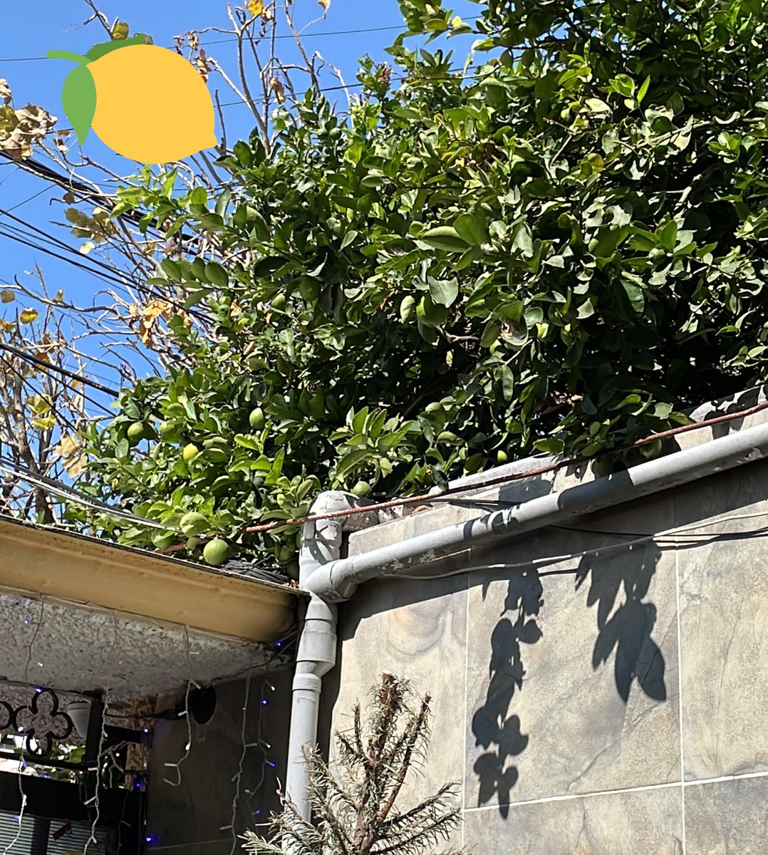 arelipaoberm's tweet photo. @LuchoAmezcua 😁🌳🍋🤑 https://t.co/iElzTeqyc8