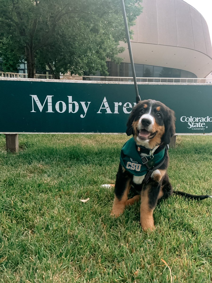 nicolemanera's tweet photo. @ColoradoStateU this is Moby, named appropriately after our favorite place 🤩 https://t.co/TWf22iDHOT