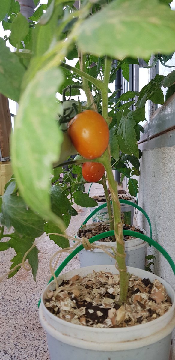 Ashburg Katto tweet media