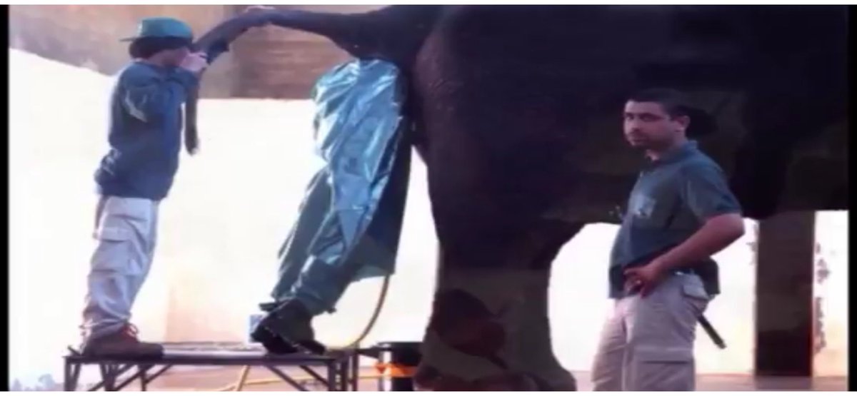 TalksportU's tweet photo. @DeeNeill1 @NUFC @antanddec @Magpie24_7 @nufcsense @shebahn @_getcarter @LeazesMaxi @CutDining @writtenbysalma I heard that @JimWhite had his head up a elephants arse https://t.co/cWGSalo3ms