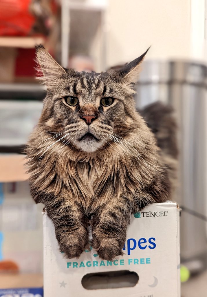 Jawminsky's tweet image. It&apos;s #Caturday an unimpressed Ryoshi on his new perch. It&apos;s a #vitamix cat standoff but with Kirkland wipes. #mainecoon