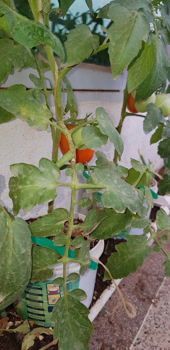 Ashburg Katto tweet media