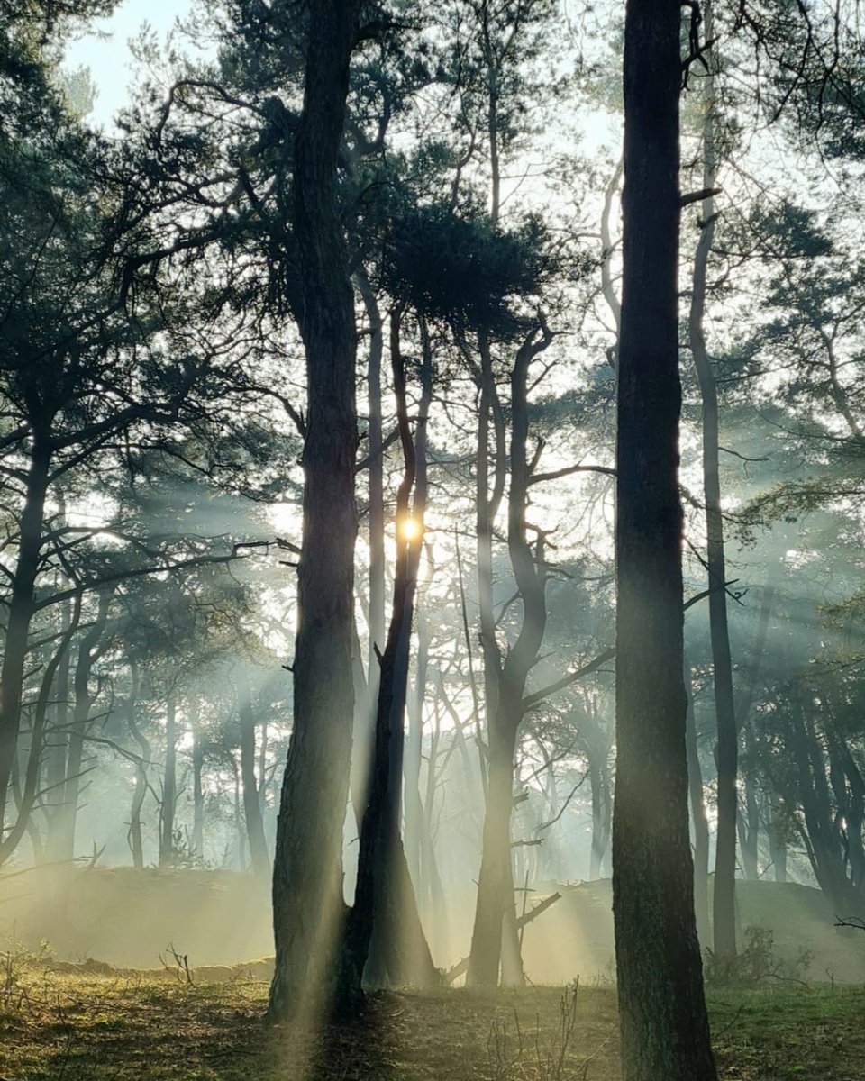 NP De Hoge Veluwe tweet media