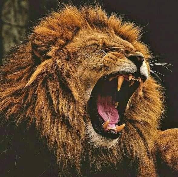 Adecause97's tweet image. No never gave up