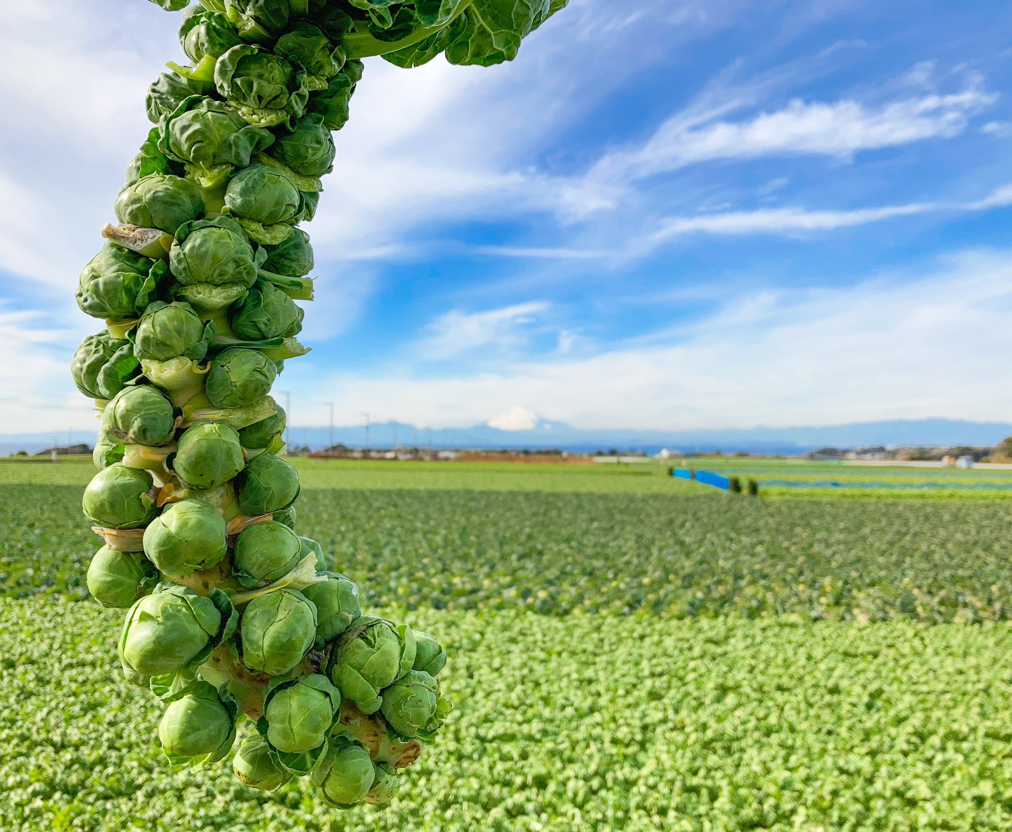 岩崎ファーム Twitterissa 聴いてください 小さなビタミン爆弾 芽キャベツ の凄さを 豊富なビタミンcはなんとキャベツの約4倍 だから 免疫力がアップし風邪を予防 活性酸素を除去して若さキープ コラーゲンの生成を助けて美肌に 美肌を目指してる方