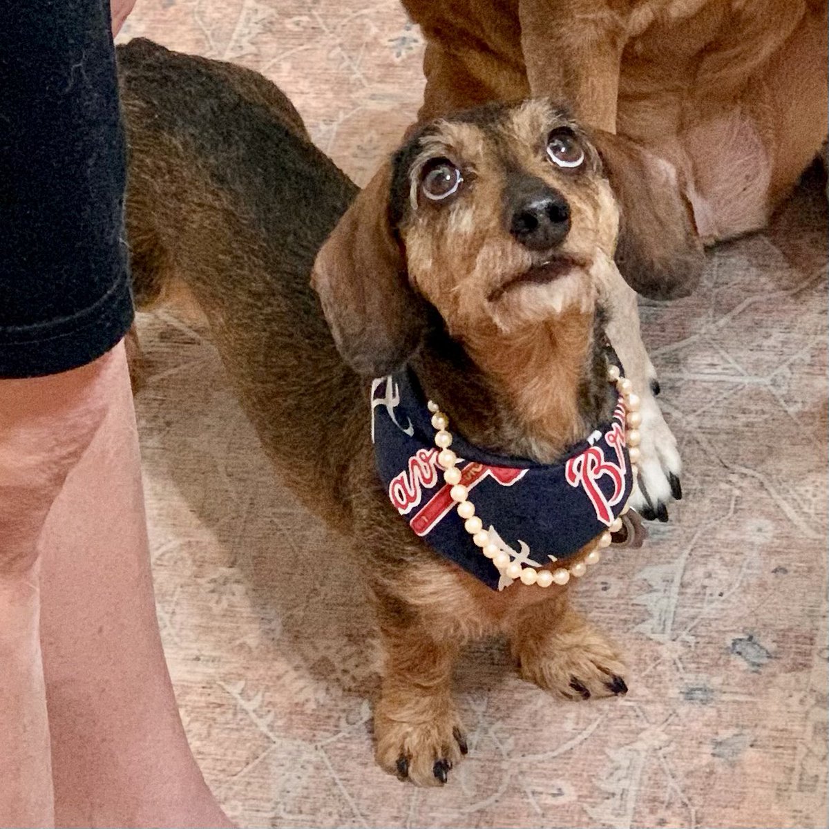 HarrisLyn's tweet photo. @Jeopardamy My dachshund, Hoover (named for the vacuum cleaner, not the President) wore pearls during the Braves World Series run and now, to support @Jeopardamy https://t.co/YG3Ncs7S5w