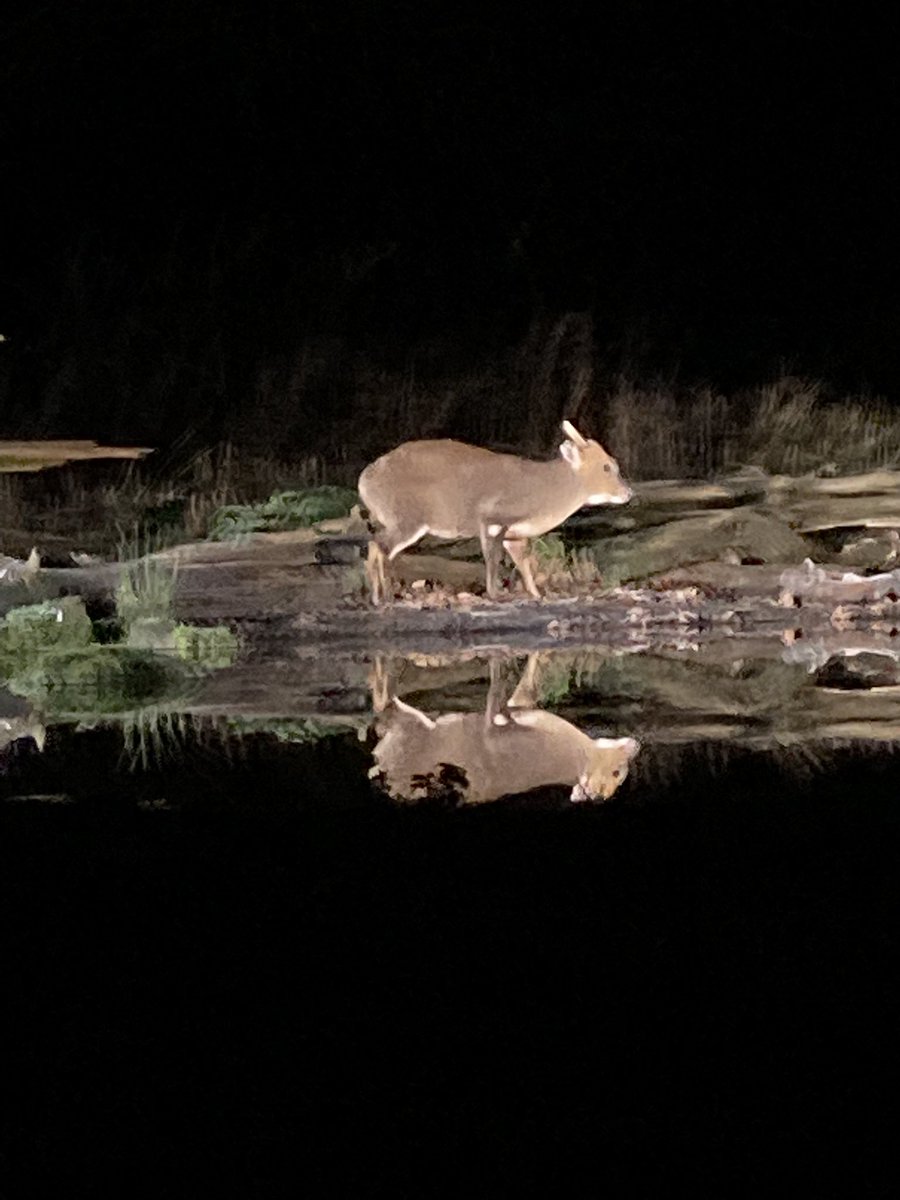 michaelastracha's tweet photo. It’s that time of the year, @BBCWinterwatch Starts on Tuesday. So on Thurs night I went to @Bawdseyhides in Suffolk 2 film.What an amazing place 4 photography! Saw heron,muntjac,tawny owl,rat! &amp; something unbelievably exciting &amp; elusive, but you’ll have to wait for WW for that! https://t.co/IzUPwQTCnp