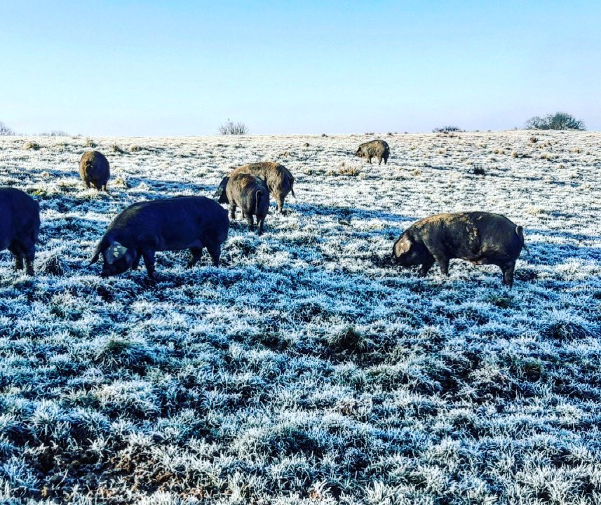 Le cochon noir de Bigorre,
Dehors , picore …
De notre pays , l’un des  trésors ,
Si de déguster vous ne l’avez fait encore ,
Ne cherchez pas , vous avez tord ! #cochon #noirdebigorre #gers  #frenchgastronomy #gastronomiefrancaise #apero #legrascestlavie #jaimelecochon