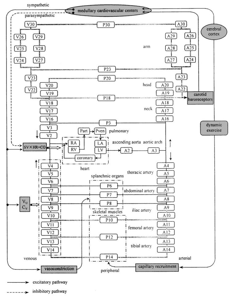 SciPasTips's tweet image. Simulating #cardiovascular #homeostasis and blood pressure regulation with software written in #Object_Pascal with #Embarcadero #Delphi. #Pascal #programming doi.org/10.1016/S0010-…