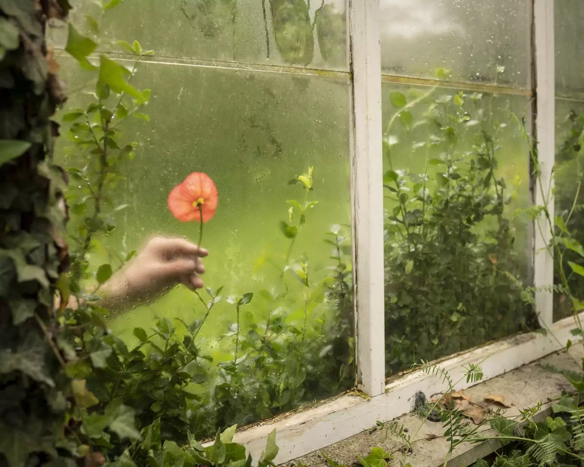 ToniArte2's tweet photo. •
#GreenPicture
•
#InVentanArte
•
The poppy 🌺
and the green house, 2020
•
#CigHarvey
• https://t.co/XZAcriunGa