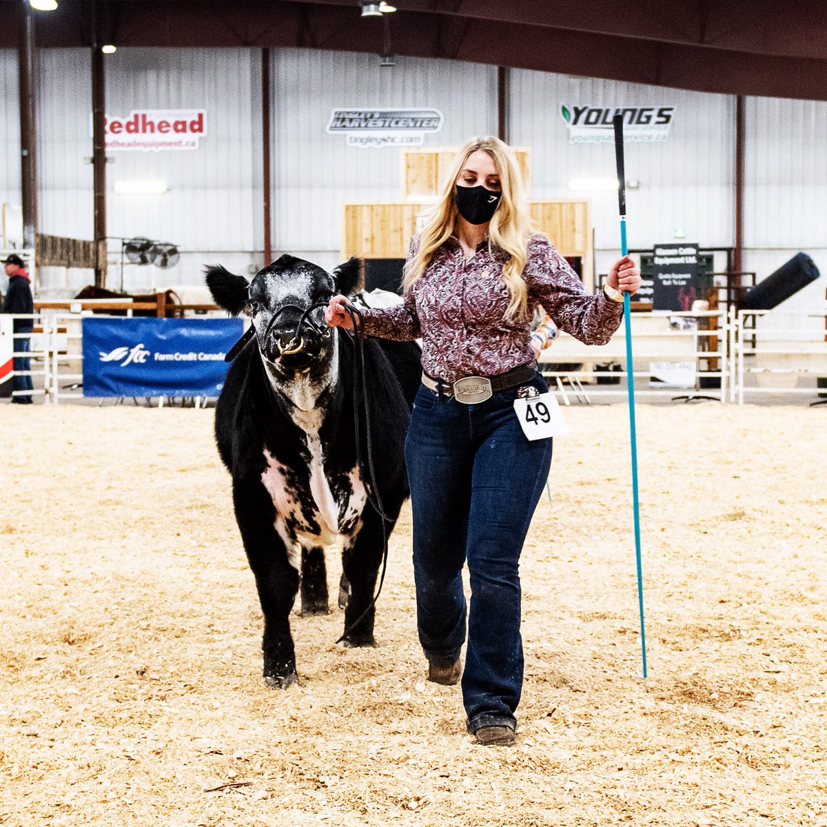 GraysonBerting's tweet photo. ✨Walk this way✨

#RavenworthCattle #RavenworthSpecklePark #Ag #agriculture #agvocacy #agvocateforagriculture #agvocatesforagriculture #cattle https://t.co/n57Hh8d1YC