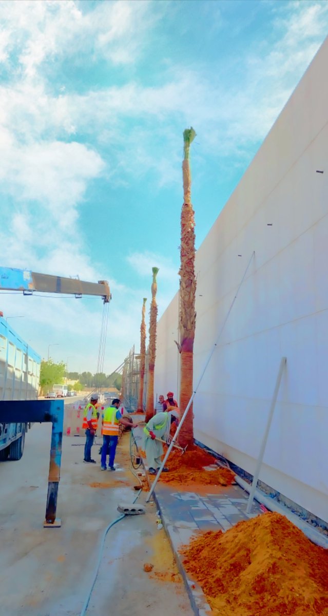 موسسة نخيل السعوديه لتوريد وتركيب جميع انواع النخيل لجميع انحاء المملكة ج 0507786401