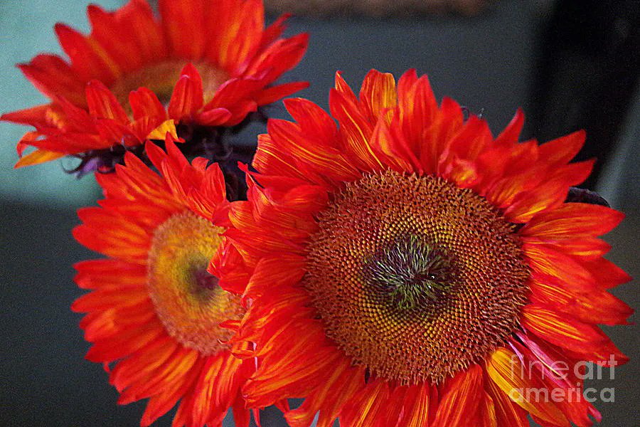 Red Sunflowers #Photography #DianaMarySharpton #sunflowers #floralart #Stilllife #wallartforsale #fineartforsale @FineArtAmerica buff.ly/2vMFDg8