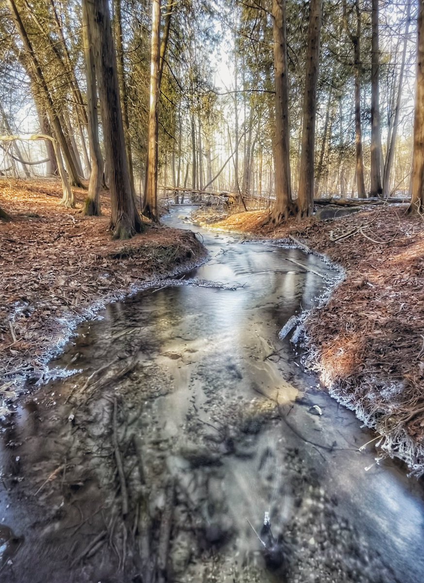 in_thin_air's tweet photo. A perfect day in the woods https://t.co/etbDgrprBI