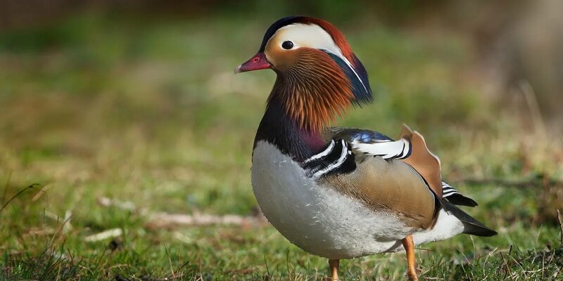 Яркую утку мандаринку заметили на Яузе в Москве bt8.ru/duck/