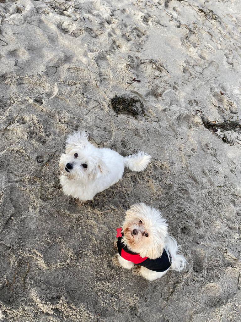 Jackmaltese2017's tweet photo. New friends https://t.co/Qrdtvq27Bw