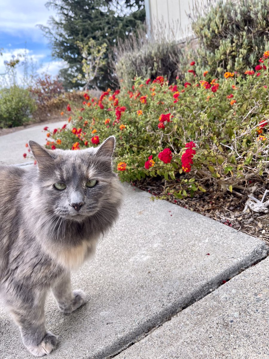 psdee4803's tweet photo. Hi I am Sasha, and I love to be the center of attention. #Cats of Instagram#cat#pets#CatsOfTwitter#cute https://t.co/vC9hDdpoqs