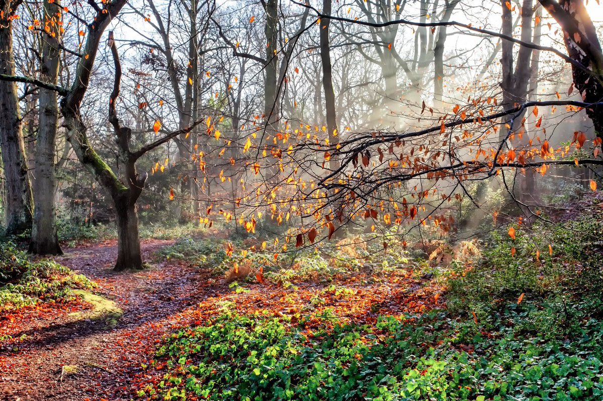 rumpuledude's tweet photo. #chislehurstcommons on Wednesday morning #chislehurst #br7 #woodland #trees #NatureBeauty @ChislehurstSocy #NaturePhotography #woodland #woodland #WINTER #naturelovers https://t.co/suNx3df8qU