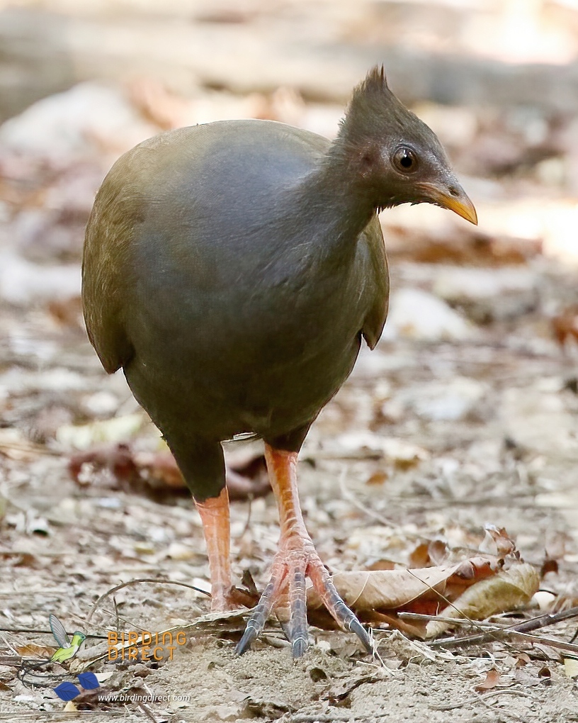 BirdingDirect's tweet photo. The Orange-footed Scrubfowl is an inhabitant of a variety of woodland in Australasia. Use BD to connect with our network of specialist local guides in the region who will offer the best opportunity to view this unique species.

#BirdingDirect #birdlife
https://t.co/j5cgNaEvE7 https://t.co/CCZz608zMz