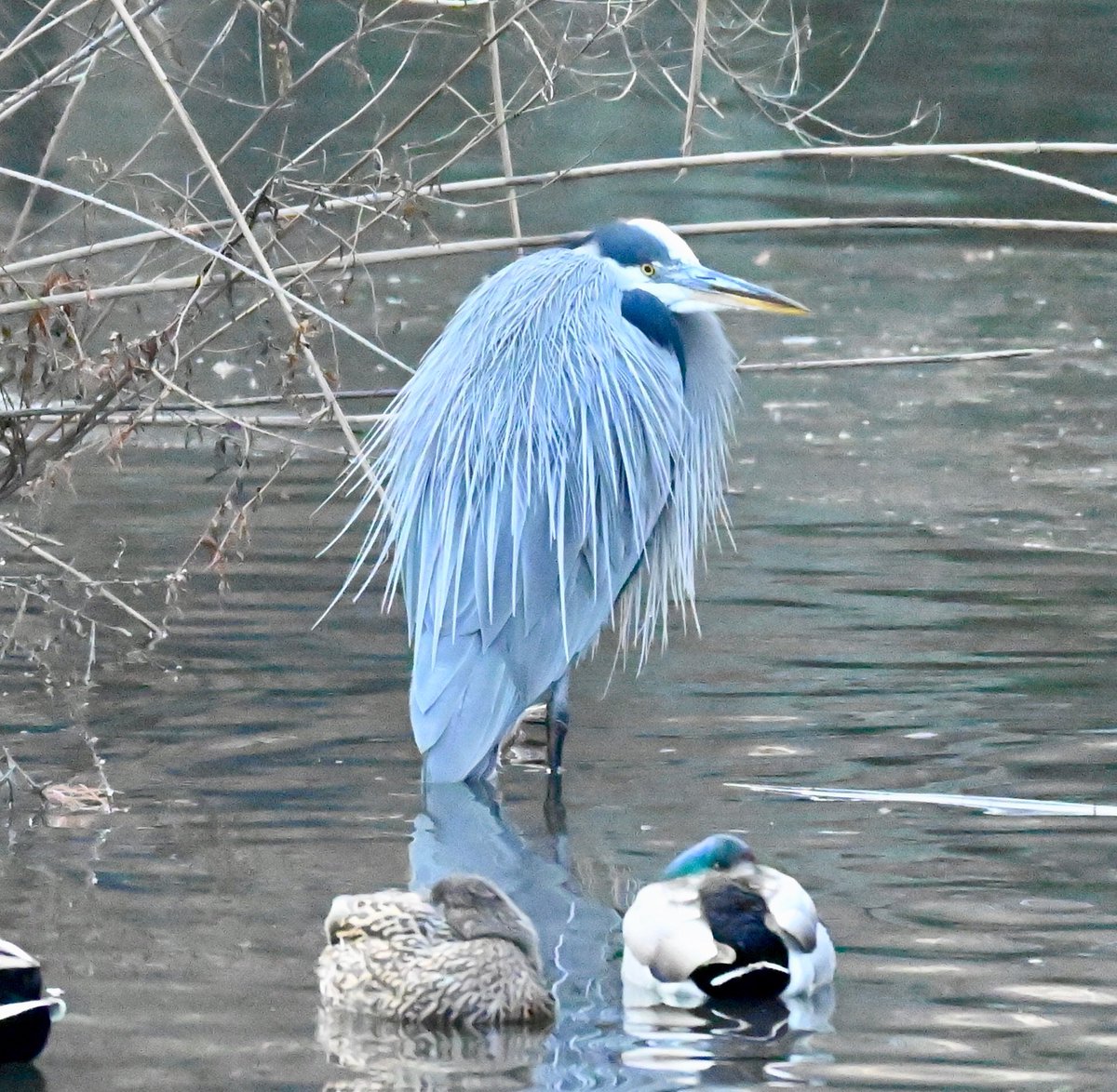 This Great Blue Heron stood stoically as the frigid wind blew around the 59th St. Pond. #birdcpp ⁦<a href="/CentralParkNYC/">Central Park</a>⁩ #herons #birds #winter #nyc #birdwatching #mymorningwalk