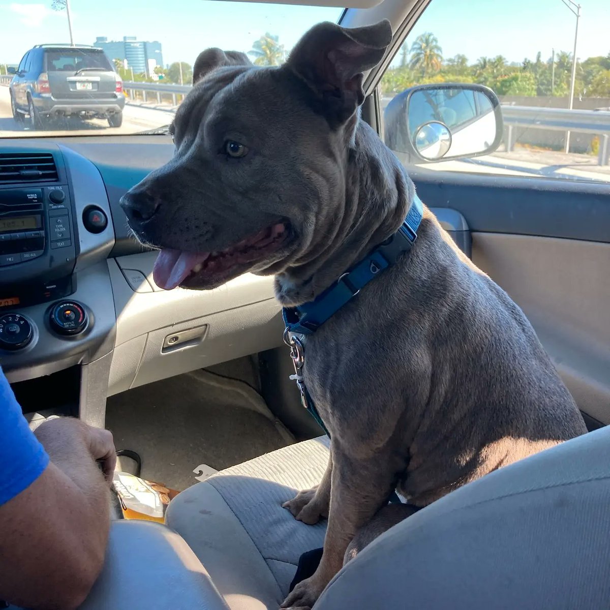 jointhebarkside's tweet photo. Freedom ride for Kalvin! Welcome to The Barkside, dude!

As a tiny rescue, we rely on your donations to be able to provide quality care for our dogs.

We appreciate your help!

https://t.co/YMtRRQPmf1
Venmo @Barkside

#tailsfromthebarkside #jointhebarkside #kalvin #34livessaved https://t.co/UihlqCc7ce